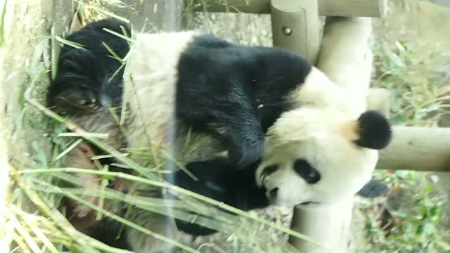 Paradizoo 動物園って 楽しいね Panda Love 南紀白浜 Dishub Banjarkab Go Id